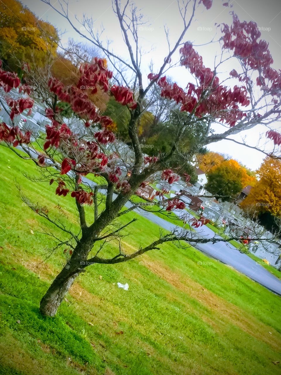 leaves change in Fall