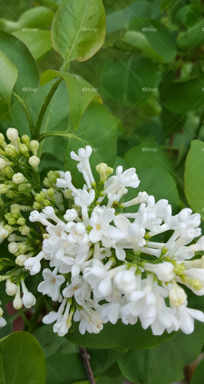 White Lilacs