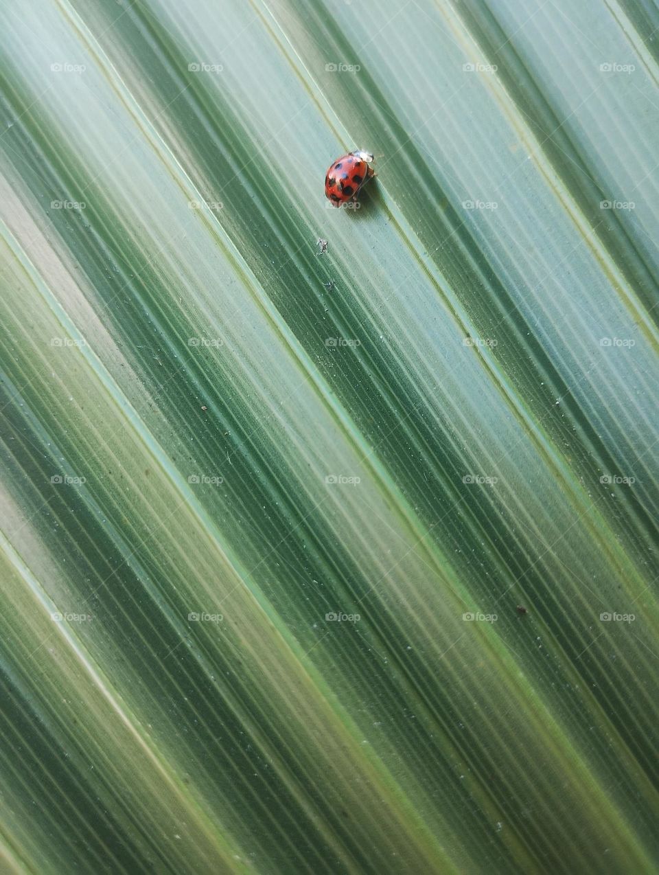 ladybug and green leaf