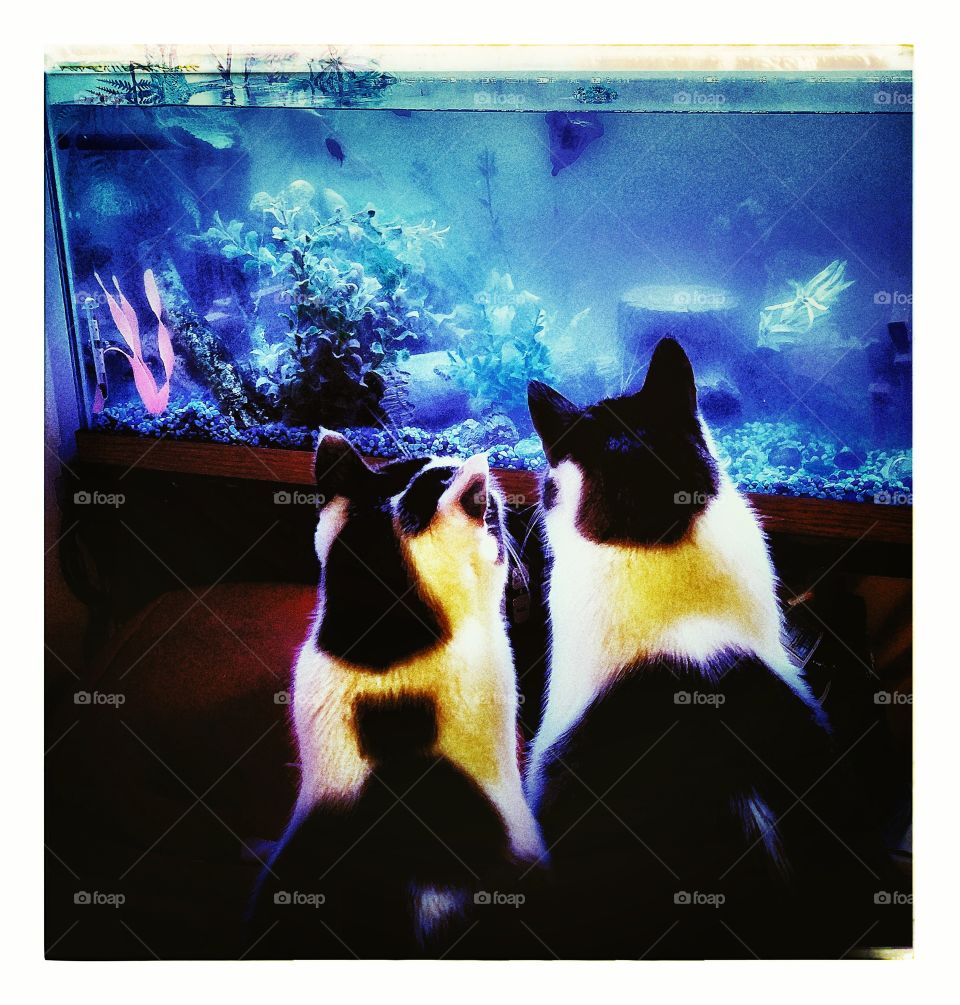 Cats and an aquarium