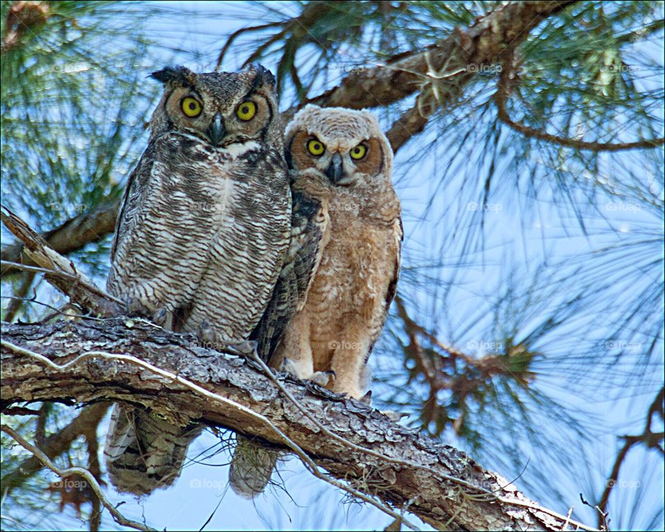 Beautiful Great Horned Owl and Owlet snuggled together in the pine forest.