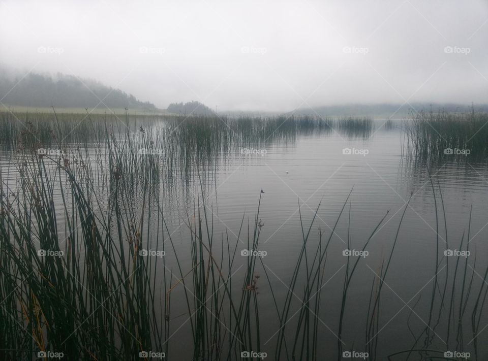 lake, altay, bulrush.