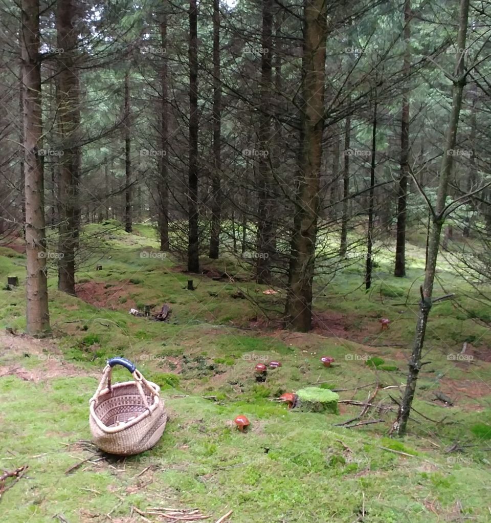 sammeln Pilze wald tree bäume mushroom Korb forest collect search walk suchen spaieren grün green herbst. autumn quiet ruhe allein natur