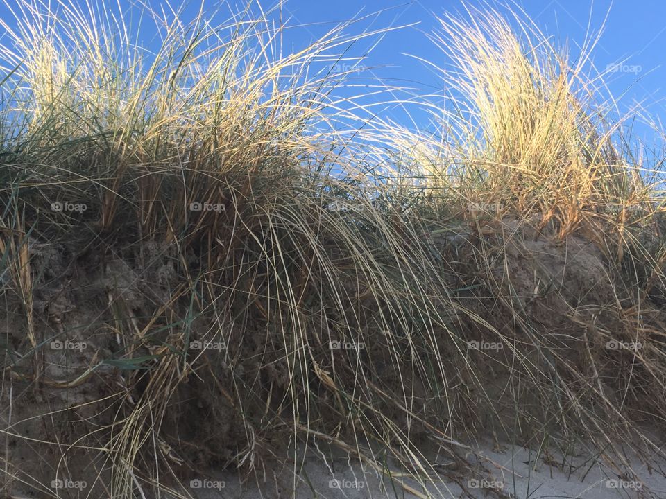 Grass on the beach 