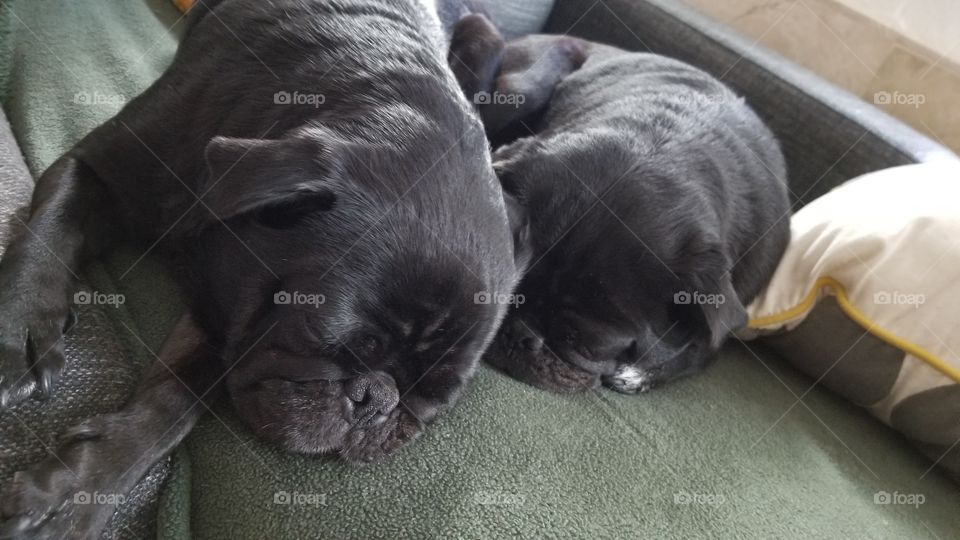 two black pug dogs sleeping sleepy cute