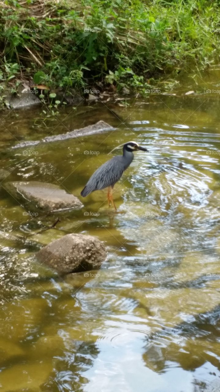 wading bird. while walking
