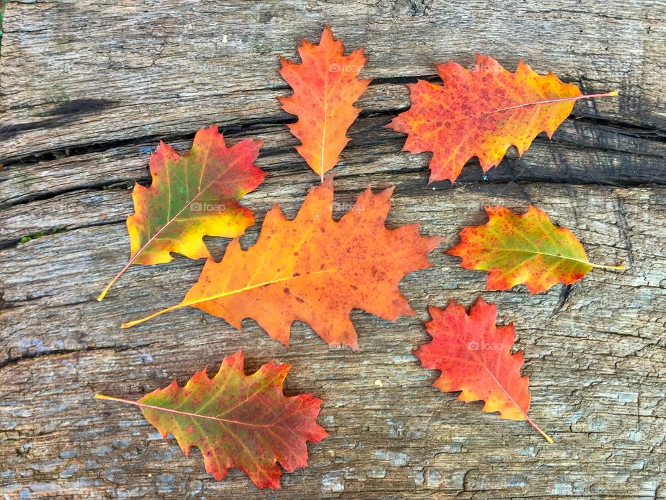 Colourful oak leaves on wooden table