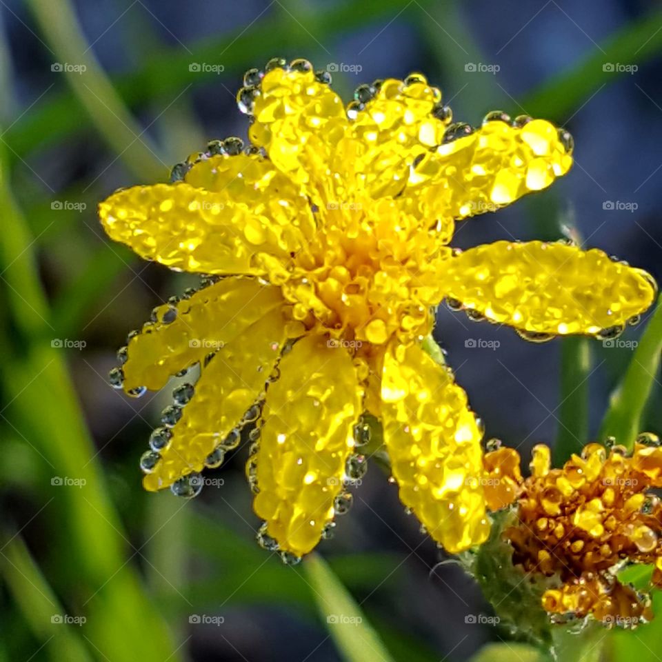 Nature, Flower, No Person, Flora, Summer