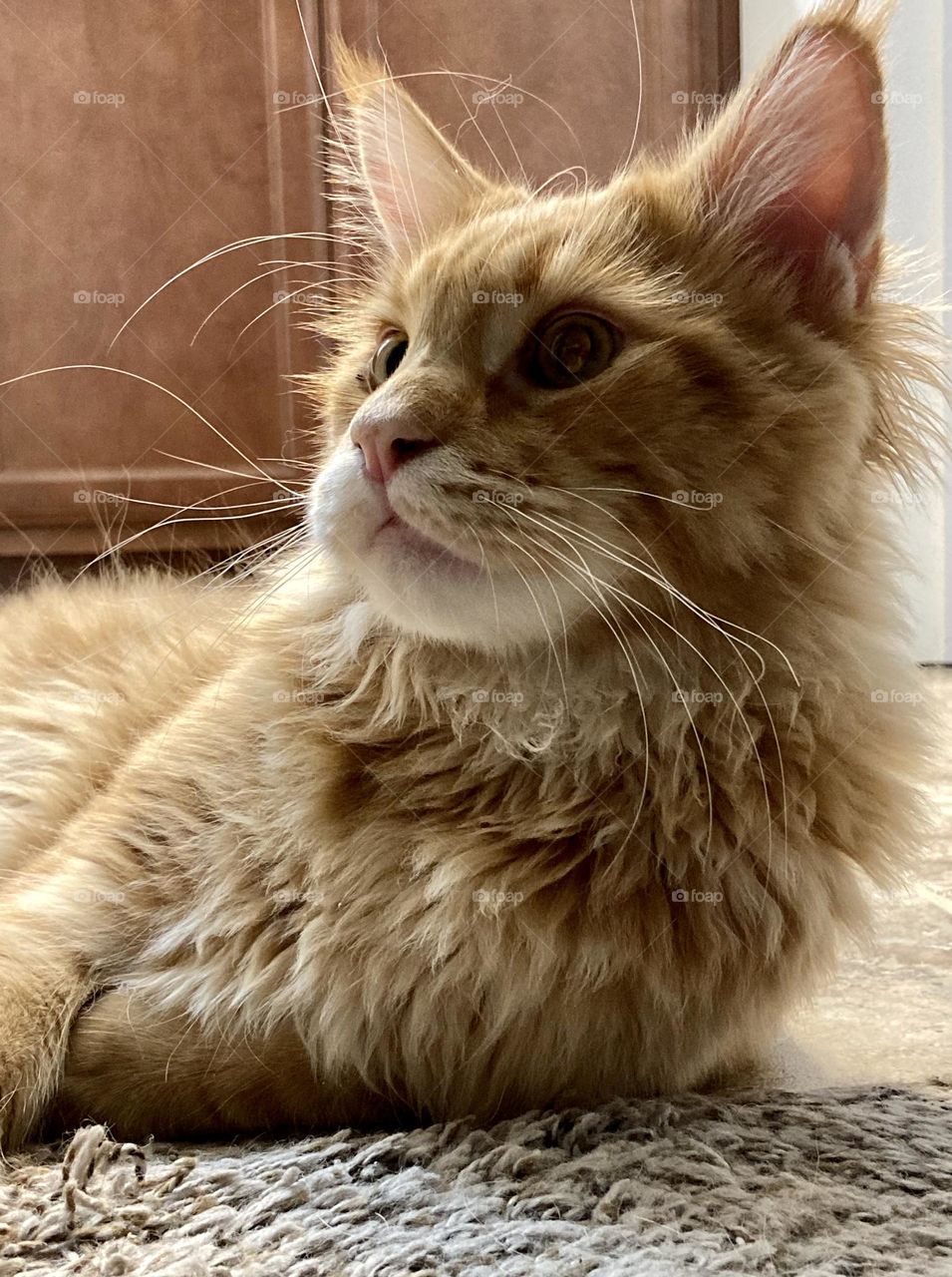 Red tabby Maine coon cat