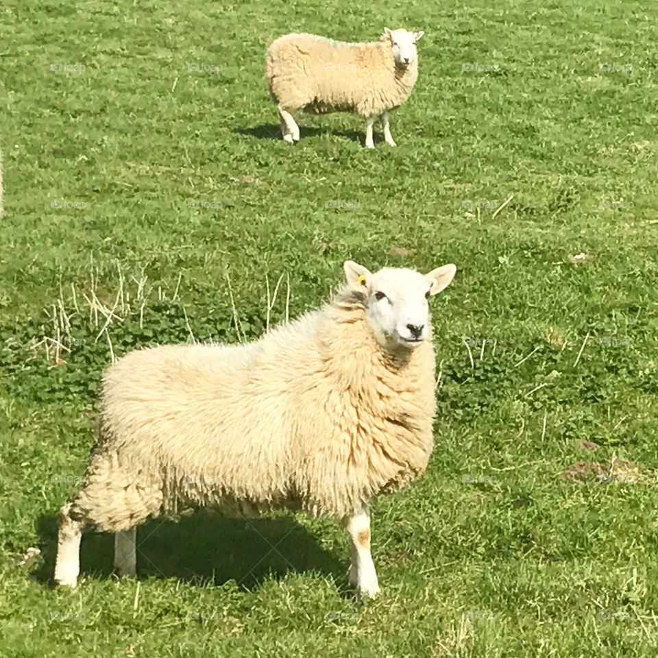 Smiling sheep, England, march 2017