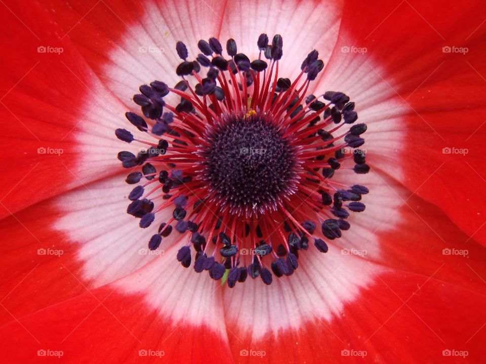 Extreme close-up of flower