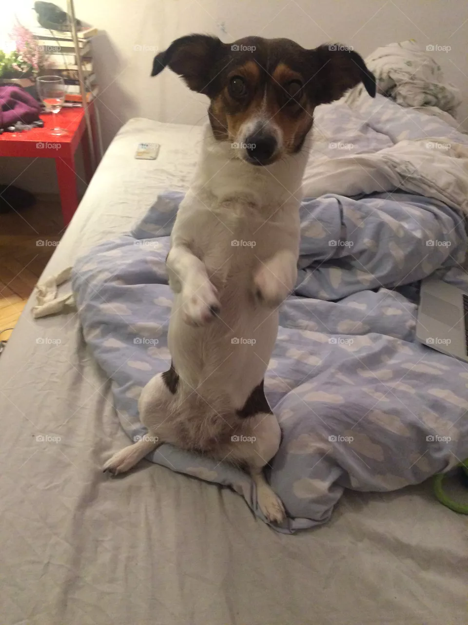 Dog, Pet, Canine, Mammal, Bed