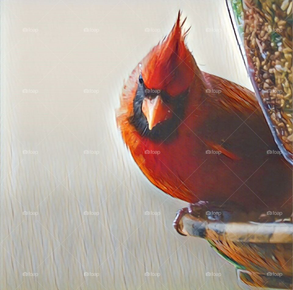 Cardinal 