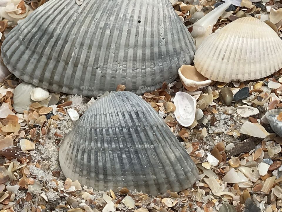 Sea shells