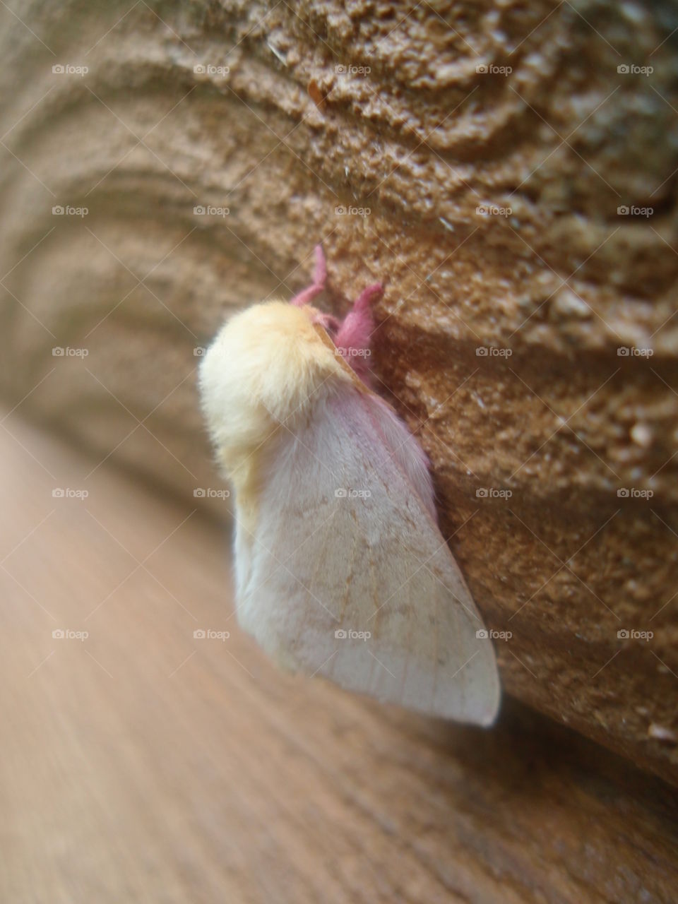 White and Pink Moth