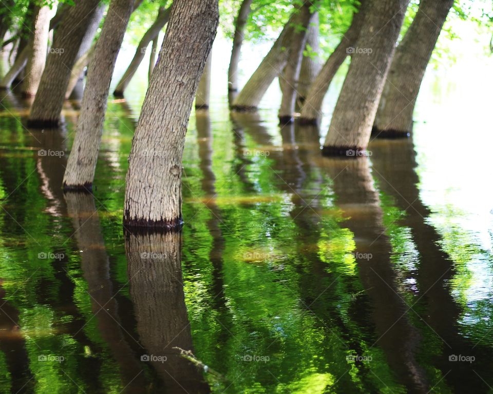 Trees in the water 