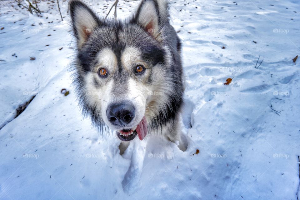 The eyes of the wolf