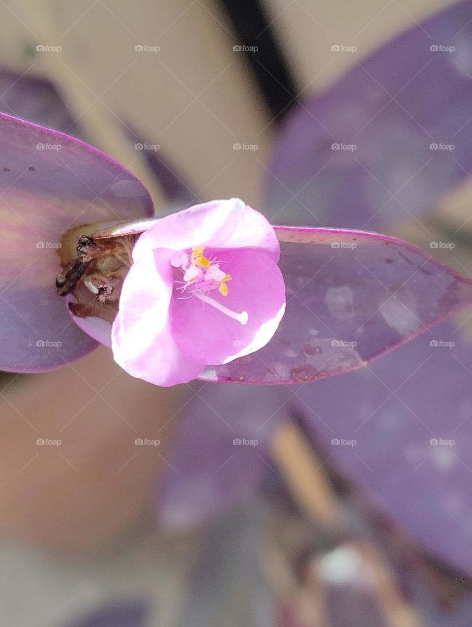 Lilly pink flower seasonal fresh shurb looks very beautiful generally found everywhere