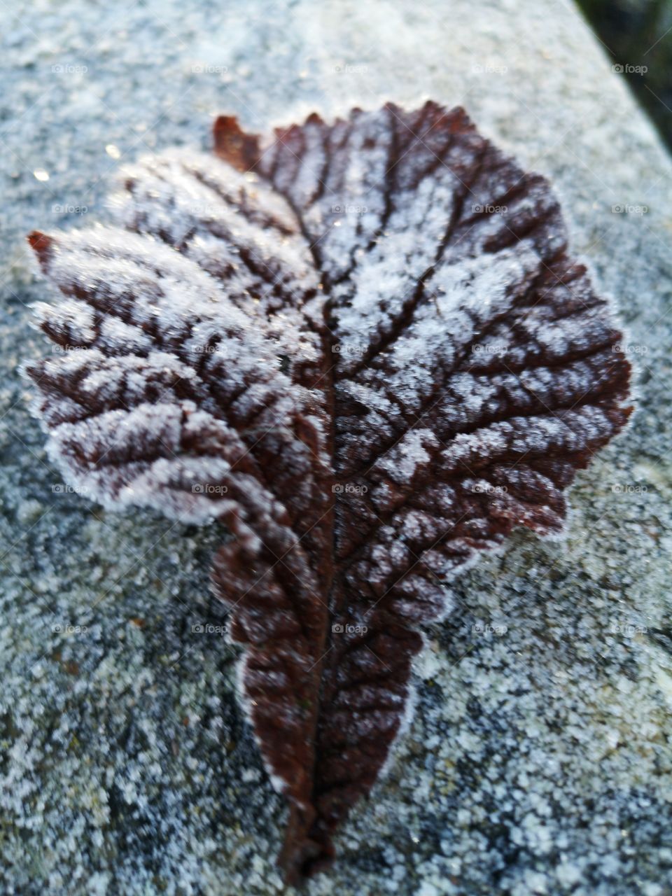 Frozen leaf