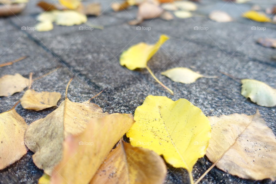 Fallen leaves on the pavement.