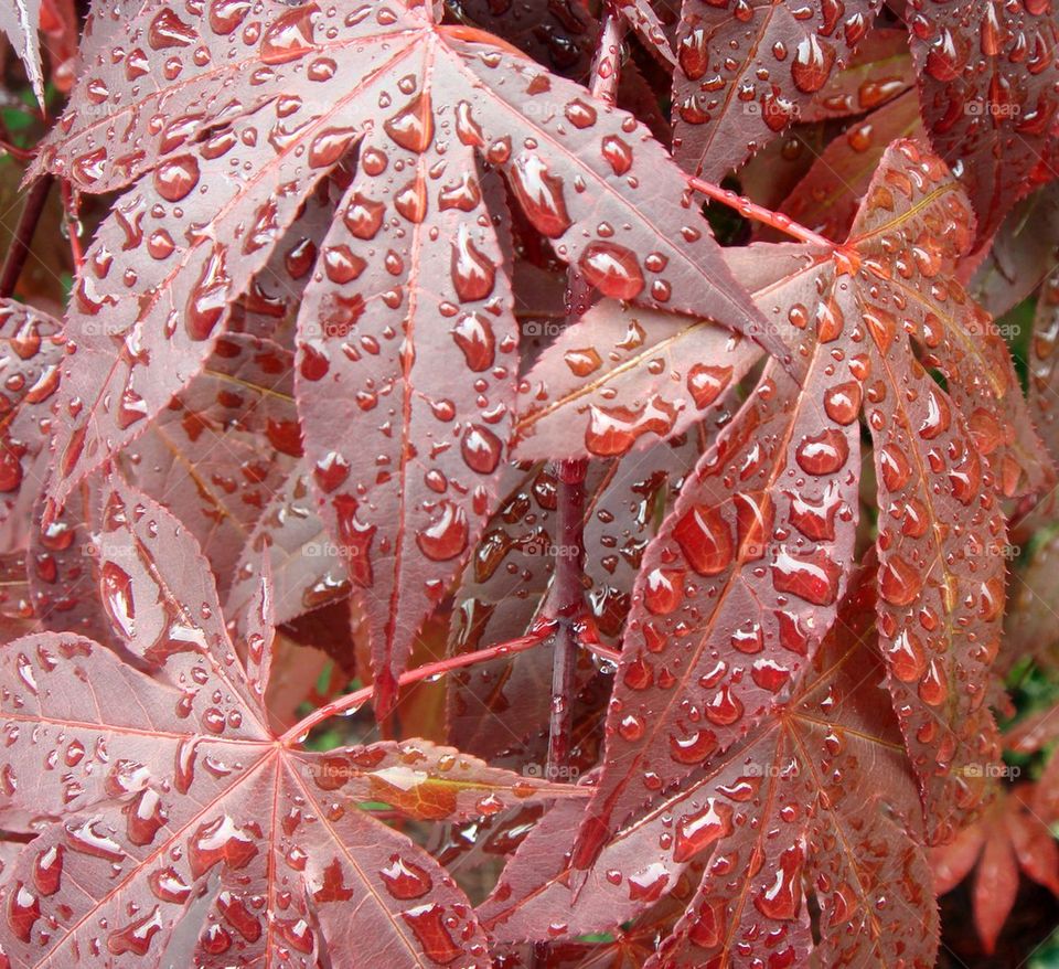 Rain on the red leaves