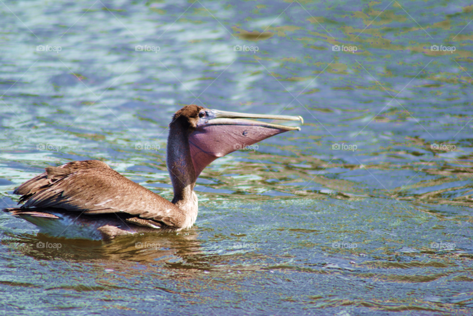birds bird pelican pelicans by sher4492000