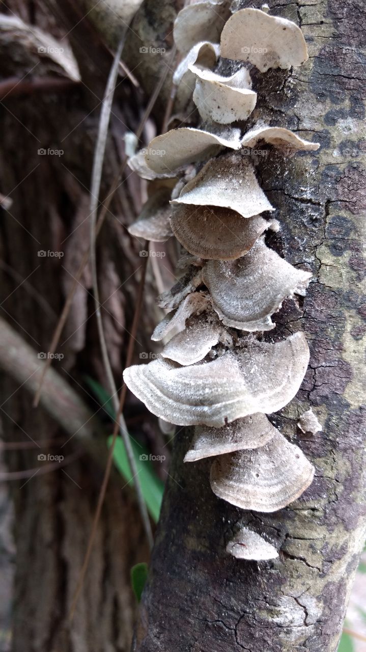 macro mushrooms
