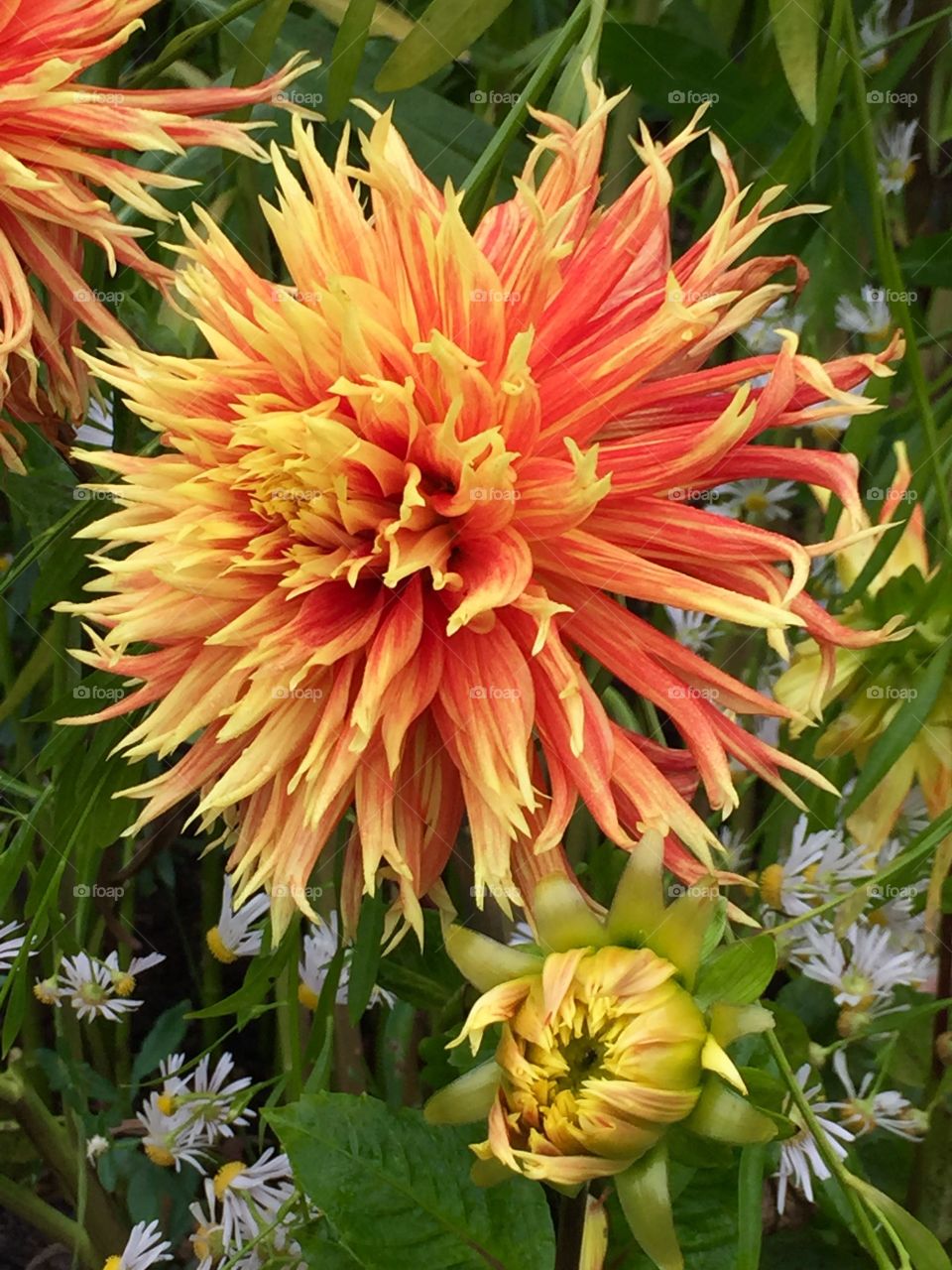 Dahlia 