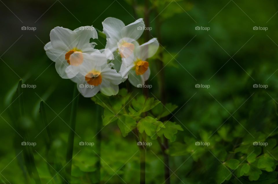 Spring is is in the air, daffodils, white and yellow, flowers, meervoudige belichting