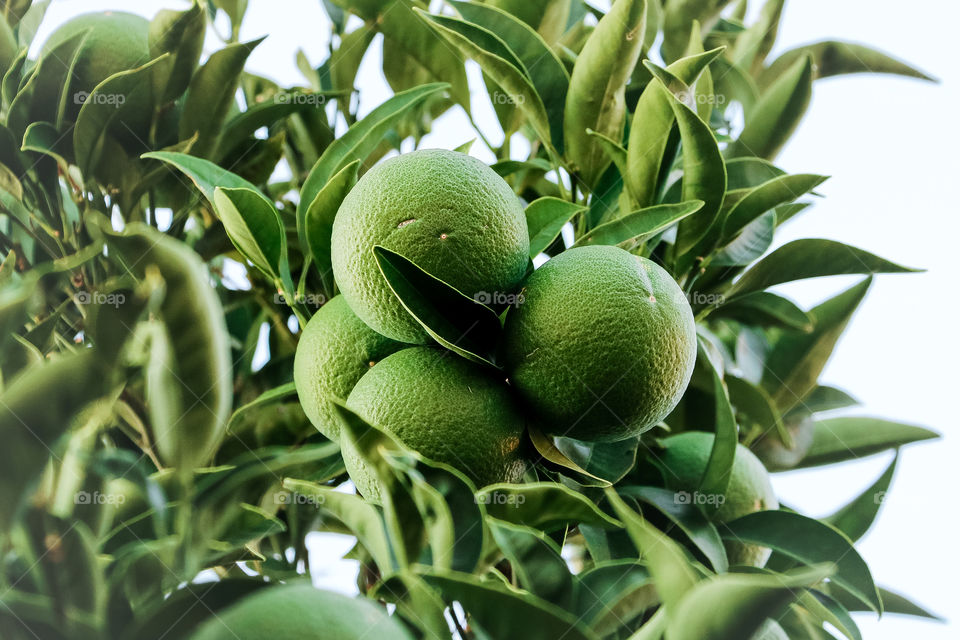 Green limes fruits on a branch among the leaves.