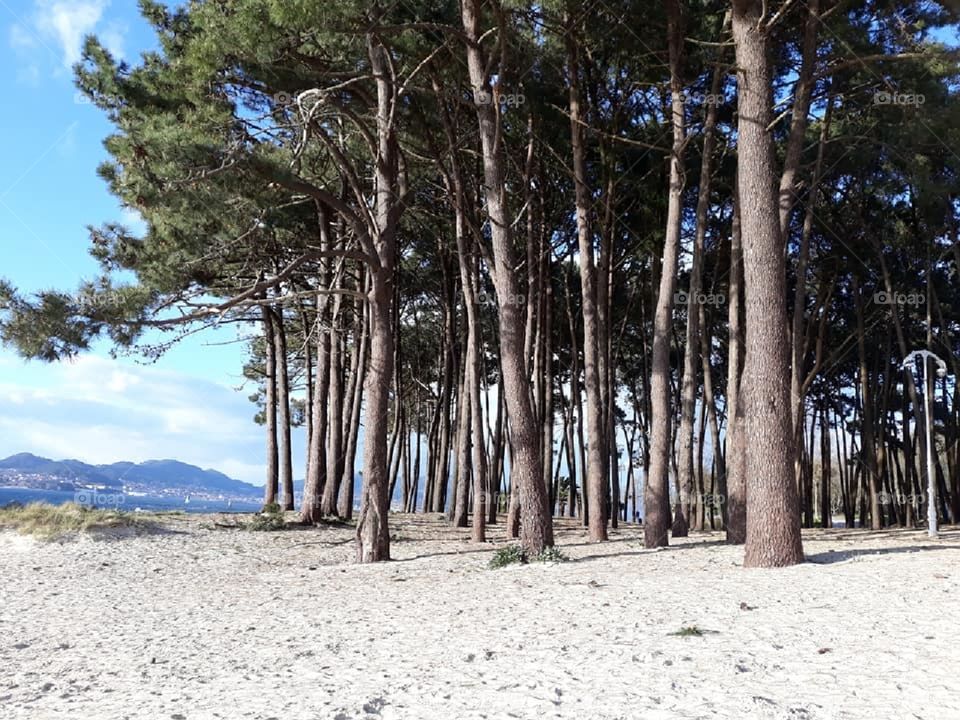 Praia de Samil - bosque y playa