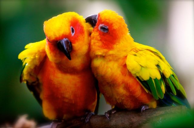 Complicity 