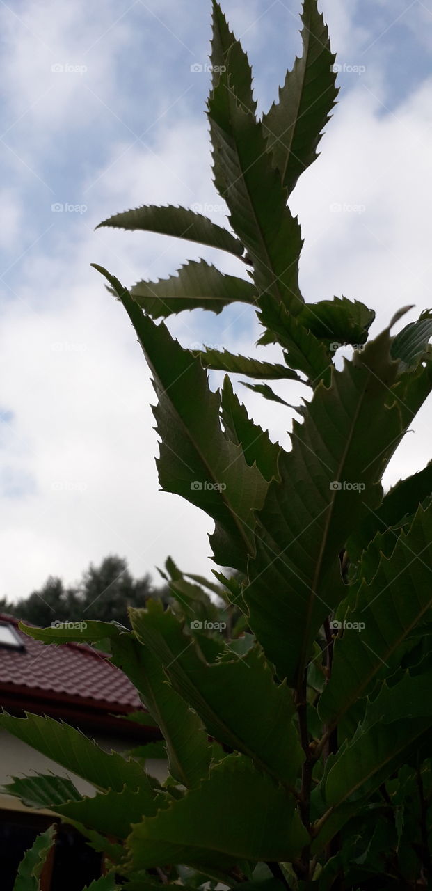 edible chestnut against sky