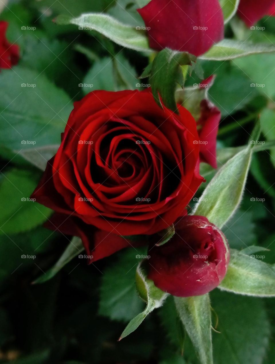 Rose
