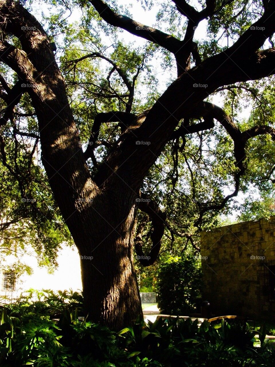 Live Oak