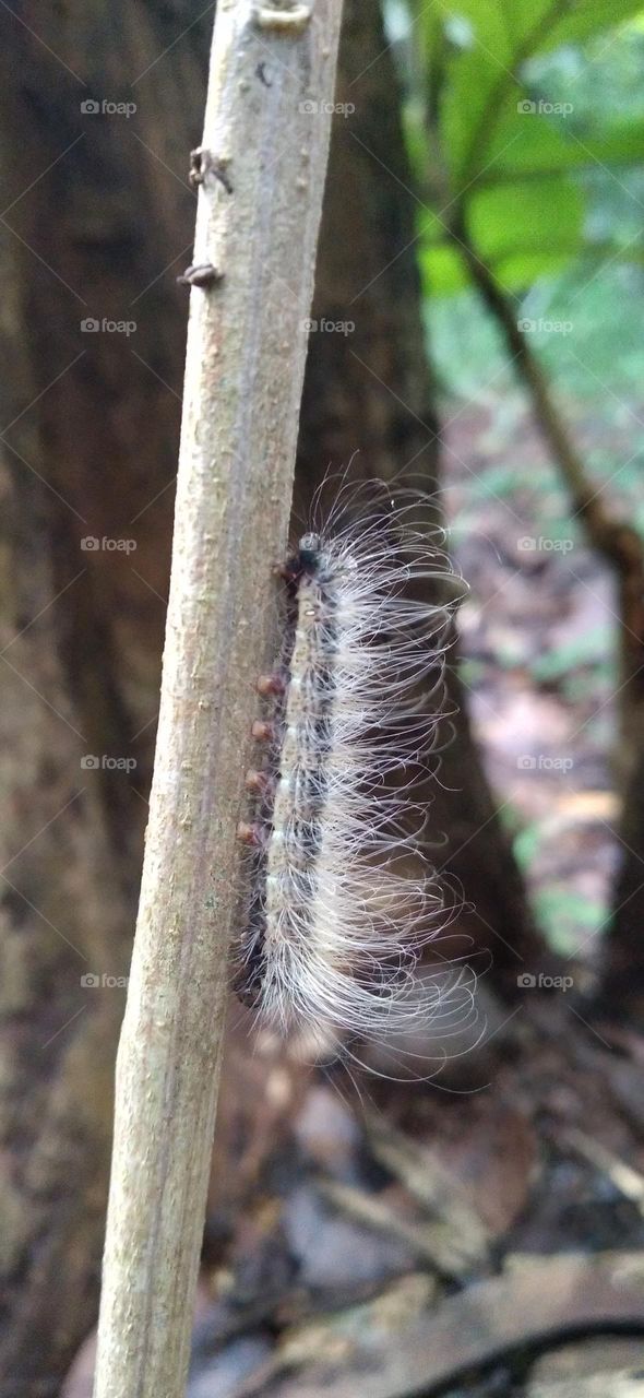 Datana integerrima canary caterpillar moth is a moth from the family Notodontidae