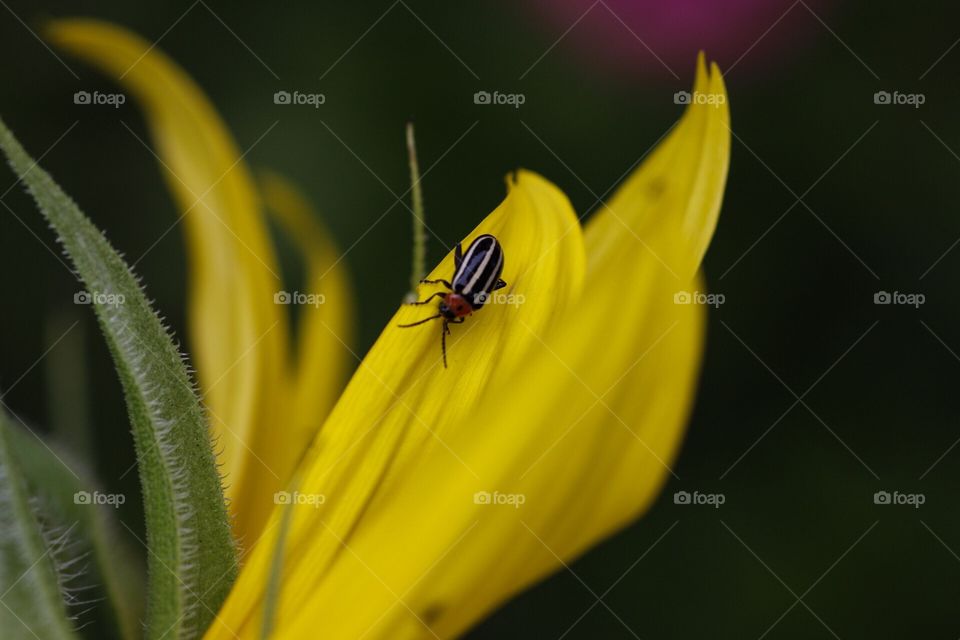Garden bug