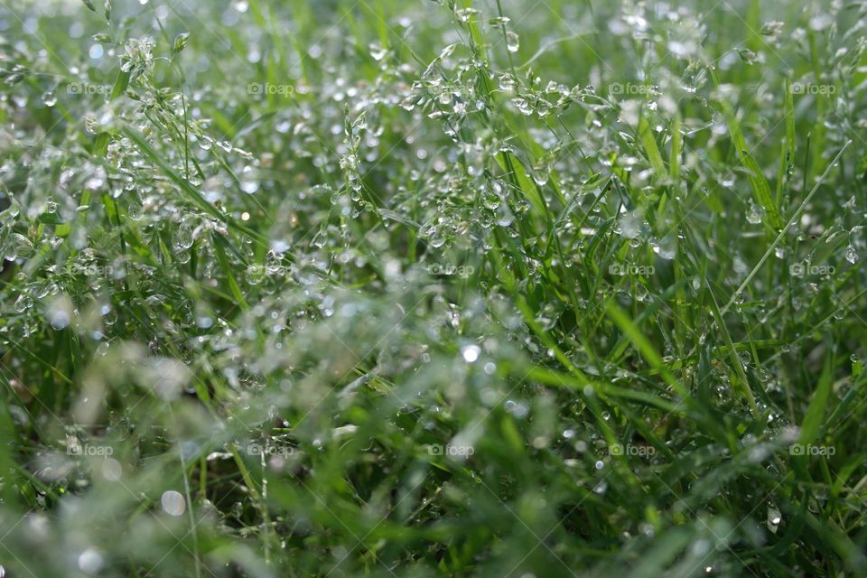 Grass in the morning after the rain 