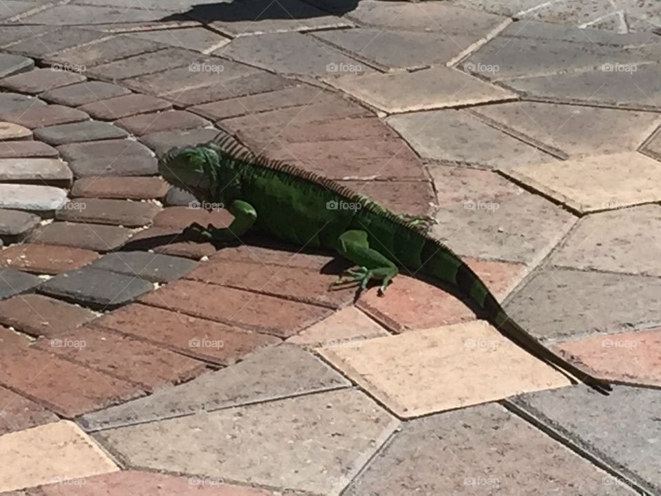 Iguana