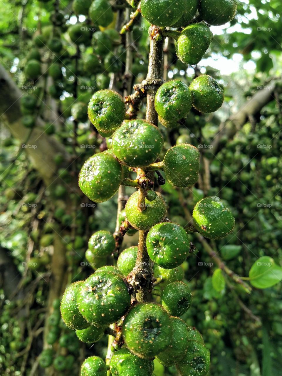 Amazing view of forest plant fruit.  Green fruit means not ripe.