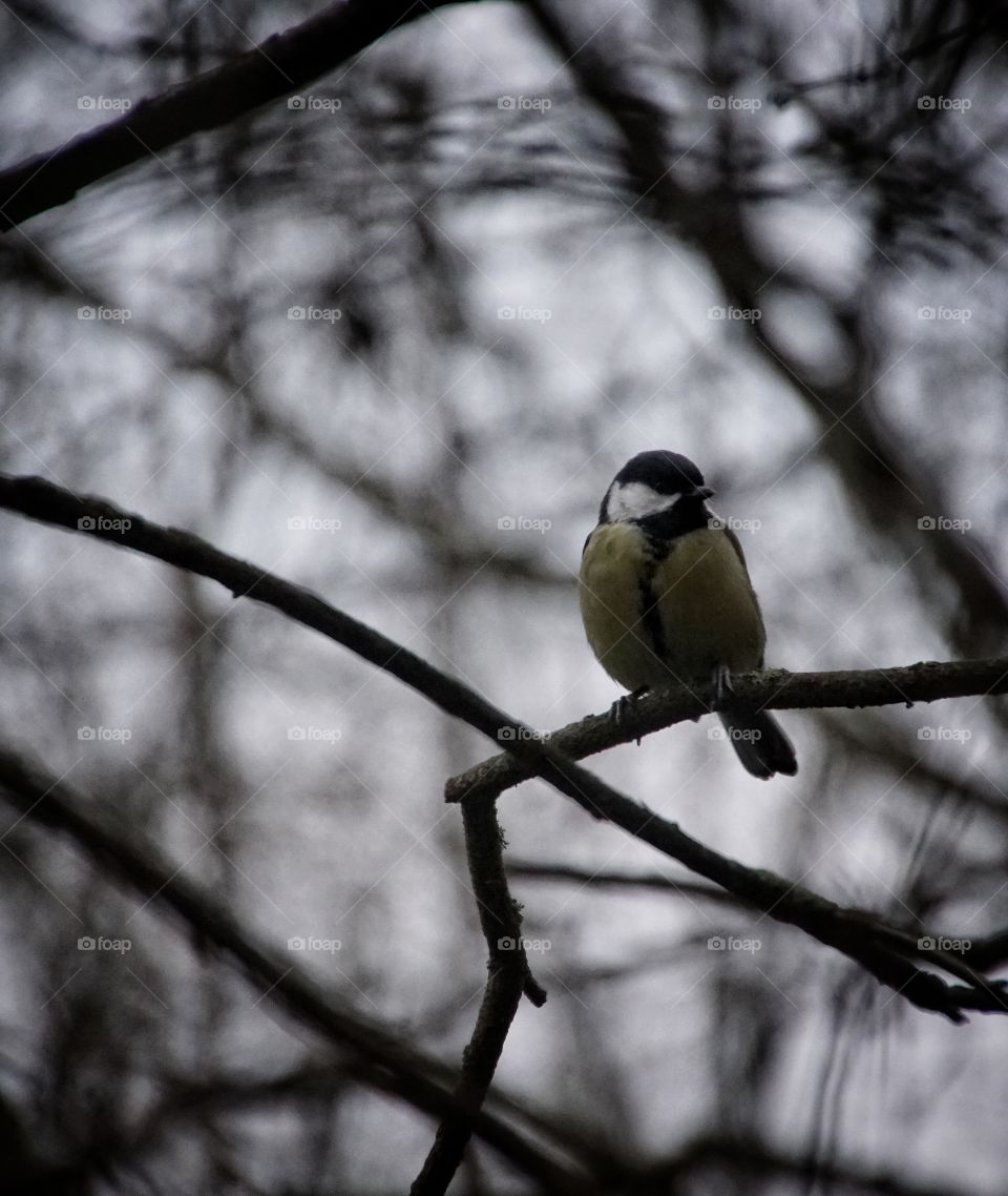 Great tit in forest