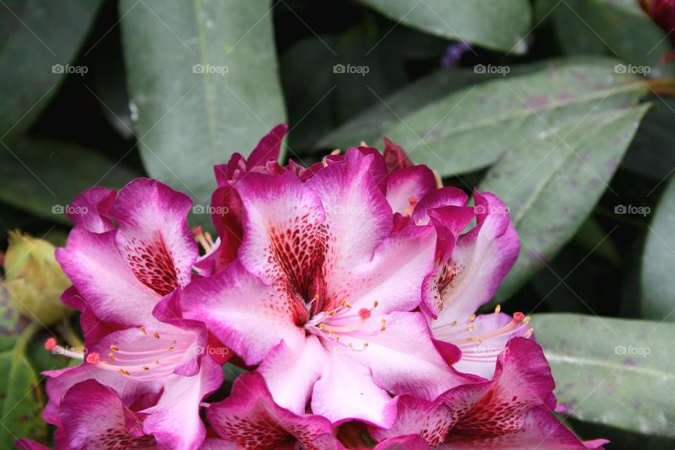 beautiful floral splendor