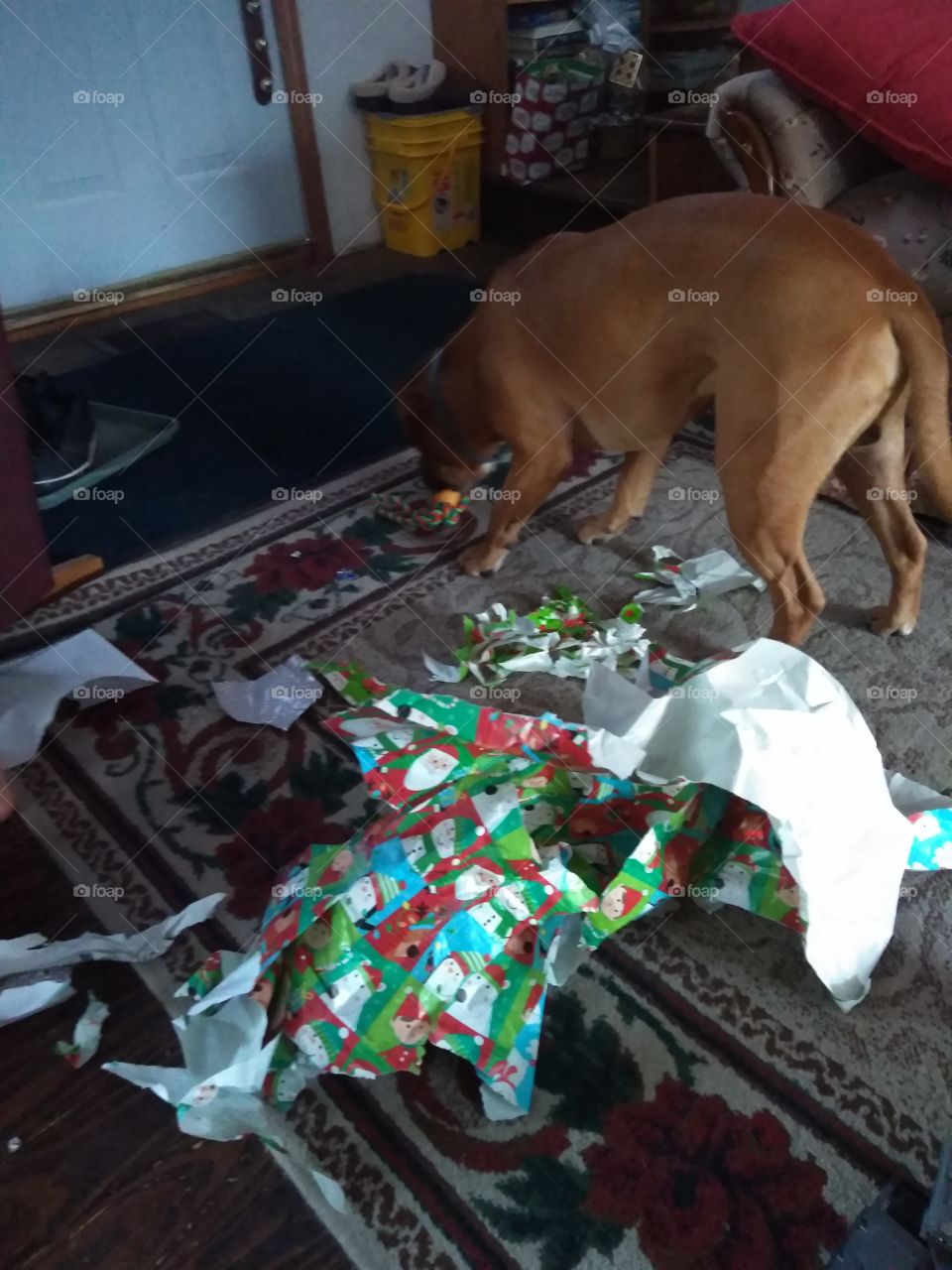 Rosco opening his Christmas present and everyone elses LoL