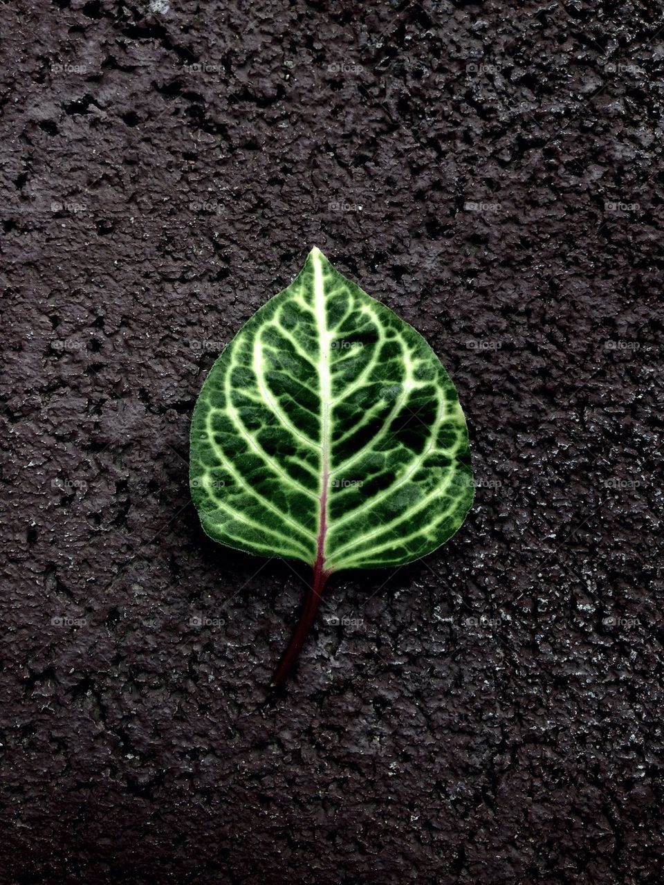 Leaf