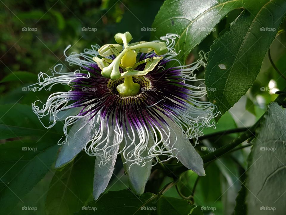 passionflower