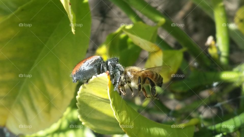 Insect on leaf plant