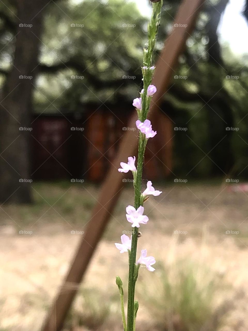 Sweet and tiny purple wild flowers growing in front of a container where we keep feed in for deer season. 