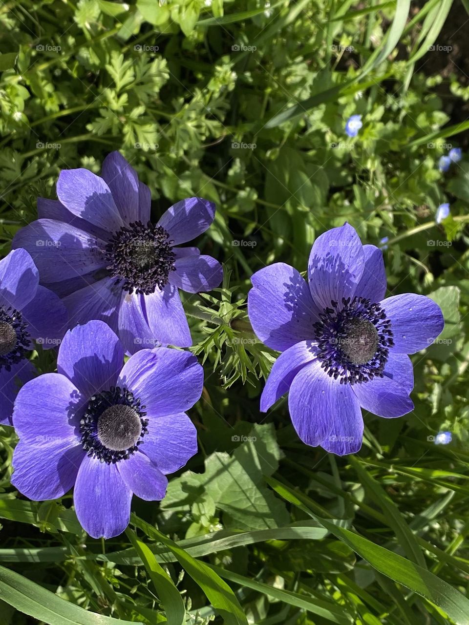 Beautiful purple flowers in the garden 