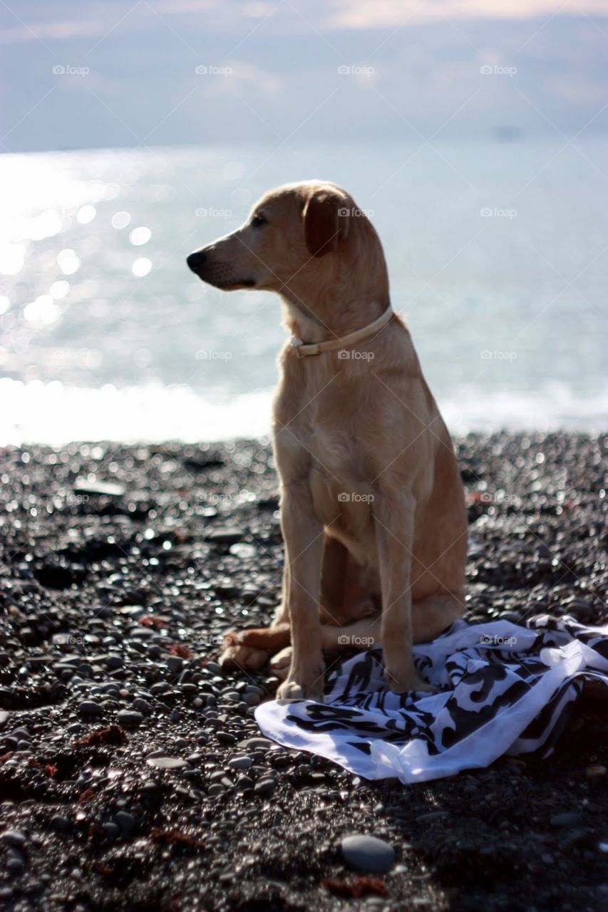 Dog, No Person, Beach, One, Portrait