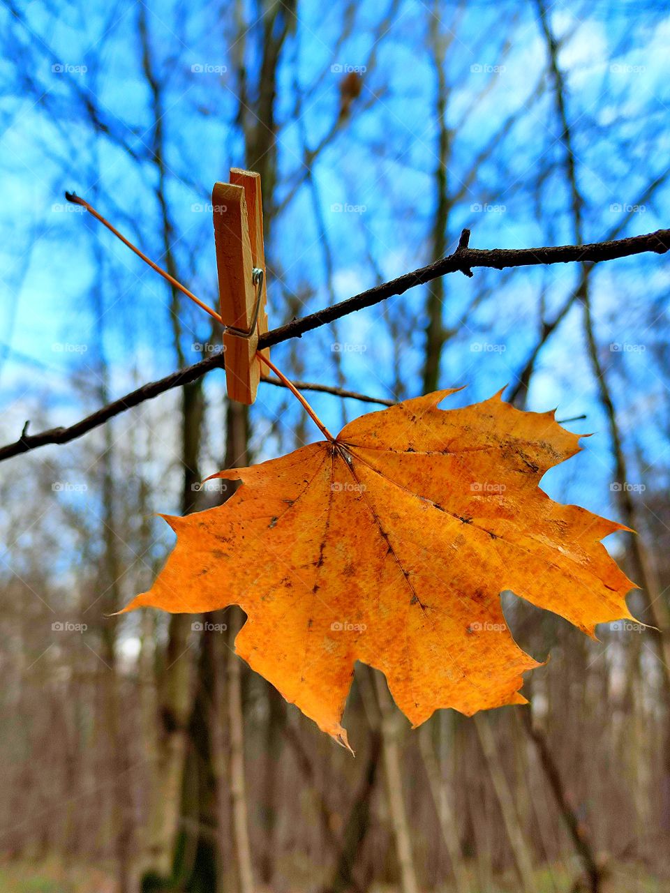 Autumn.  A orange  maple leaf is attached to a tree branch with a wooden clothespin.  Blue sky and trees without leaves in the background.